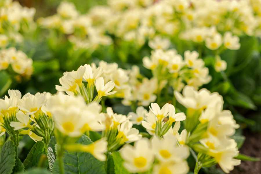 BRITISH FLOWER SEASON AHEAD